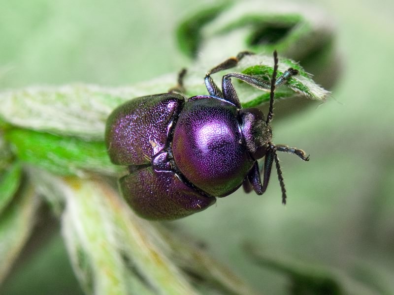 Cryptocephalus (Cryptocephalus) sericeus (Linnaeus, 1758)
